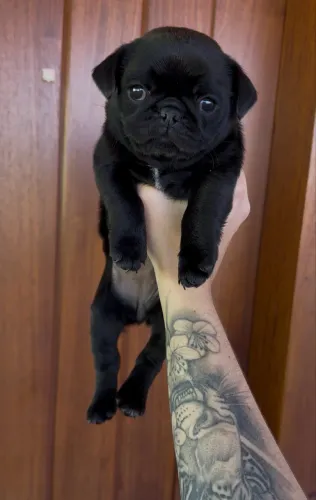 Pug fêmea toda preta legítima