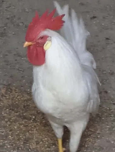 Frangos!