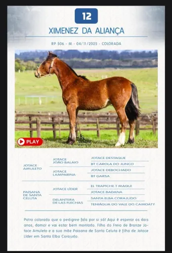 POTRO CRIOULO COLORADO | XIMENEZ DA ALIANÇA/ Cavalo