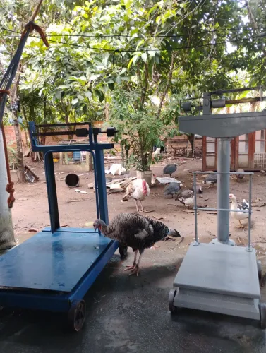 Vendo 2 balanças em boas condições
