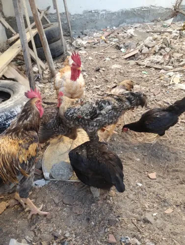 Galinhas e Frangos de Capoeira 