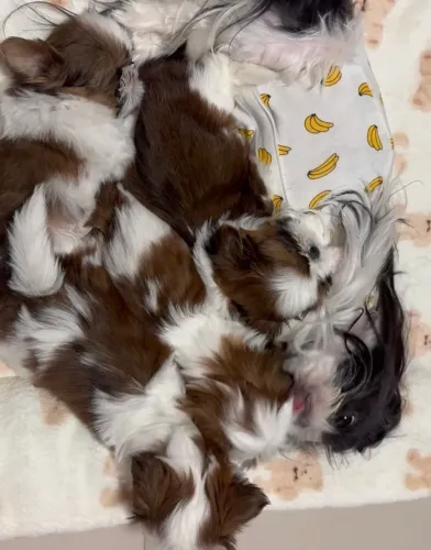 Shih tzu mini