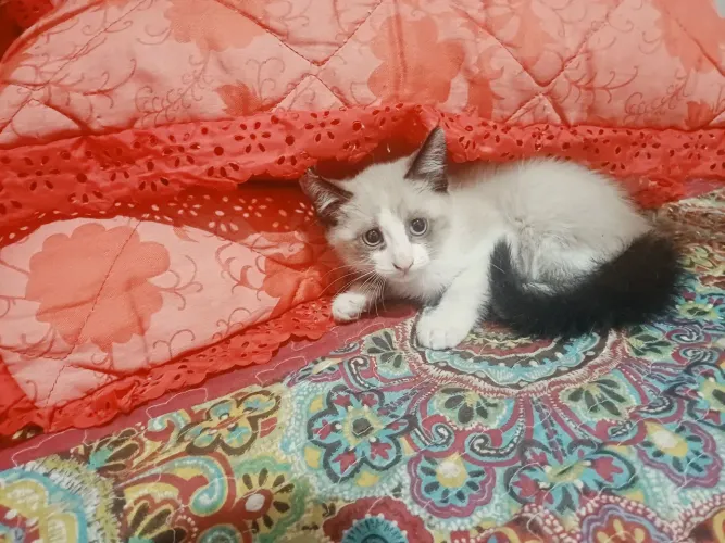 Gatinha Ragdoll X Siamês 50 dias Fêmea Lindíssima