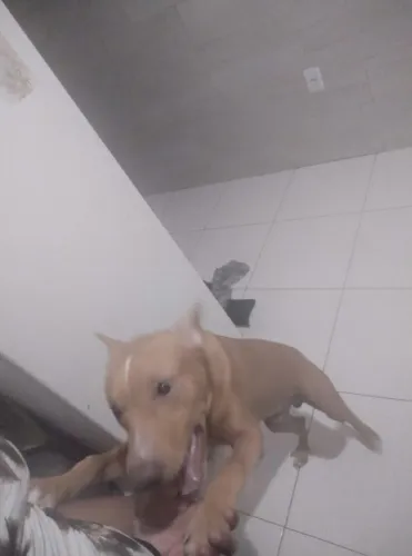 Doação cachorro porte médio com 8 meses 