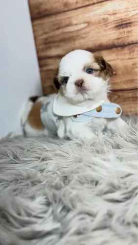 Shihtzu minis com pedigree