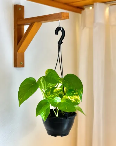 Jiboia em Cuia 13 Suspensa - Pronta para Decorar