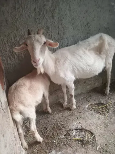 Vendo ou troco por algo do meu interesse