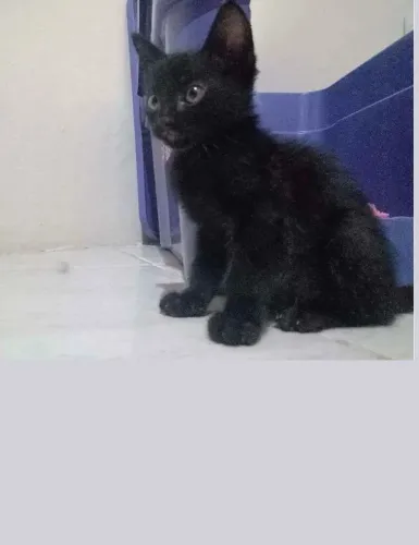 Filhotinho gato gatinho preto lindo 2 meses de idade
