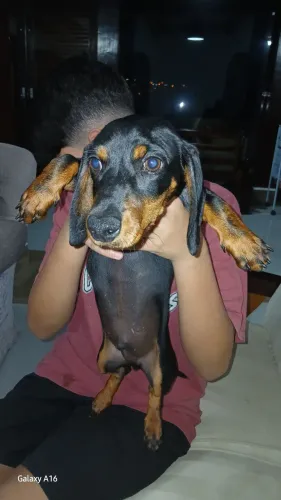 Filhote Salsichinha 