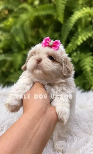 Shihtzu