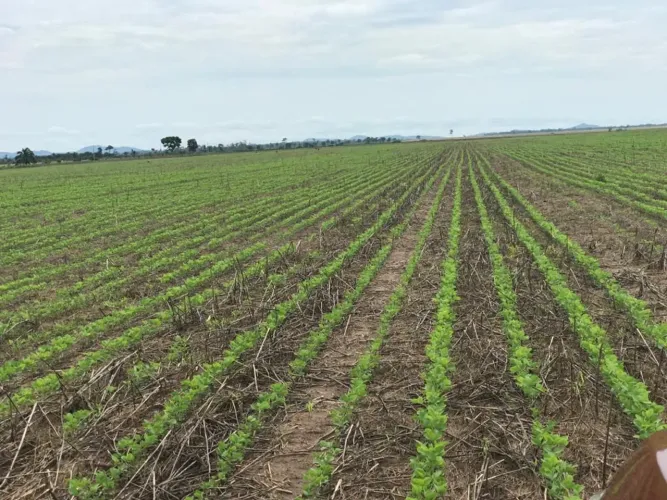 Fazenda de arrendamento 2.700hec plantando + 600 em pasto no Xingú MT.