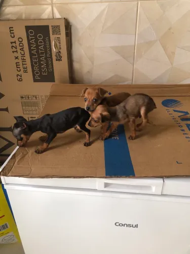 Cachorro Pinscher n1 marcho