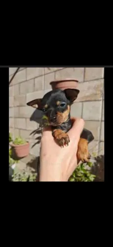Vendo pinsher 1