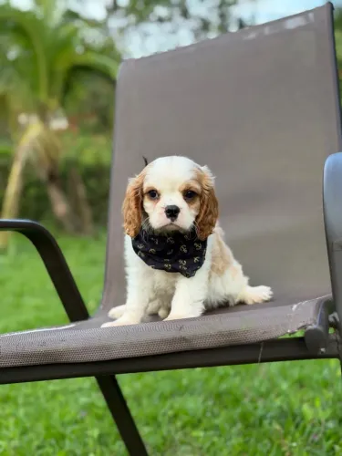 CAVALIER KING CHARLES URSINHO!!!