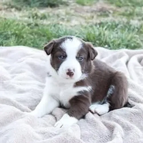 Border Collie,Border Collie Filhote Selecionado Alta Procedência
