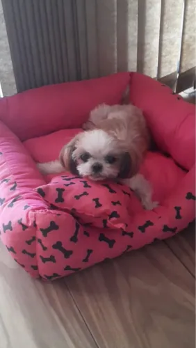 Doação shitzu
