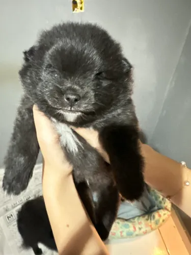 Spitz alemão Lulu da pomerânia