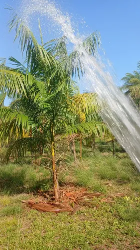 Vendo chácara com plantio de açaí