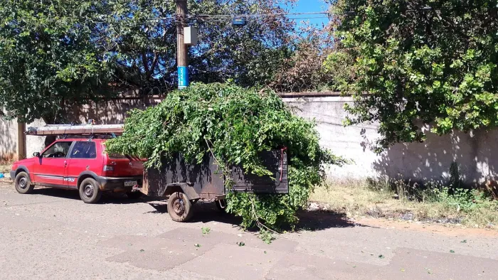 Poda de árvore limpeza de terreno