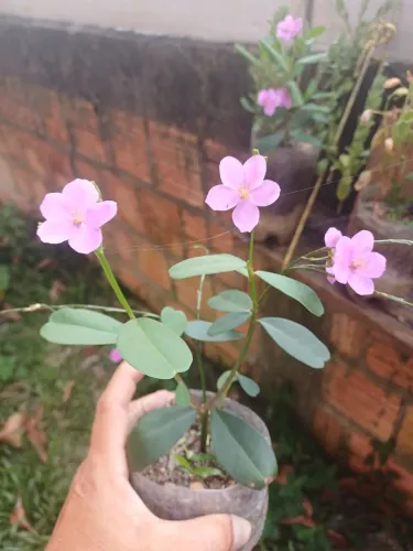 Beldroega Graúda mudas de flor plantas 