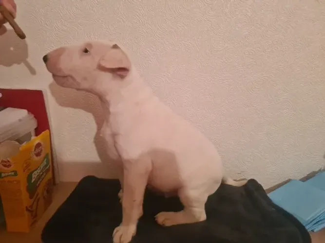 Bull Terrier macho e fêmea disponíveis! Me chama no WhatsApp para fotos.