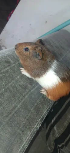 3PORQUINHOS, um casal e um filhote macho, a Femea grande ja esta grávida 