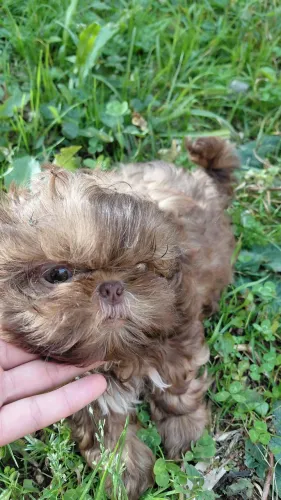 Shihtzu chocolate de olhos verdes