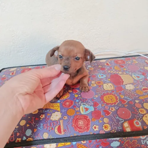 pinscher machinho( não tenho fêmea )
