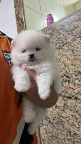 Lulu da Pomerania Anão (macho)