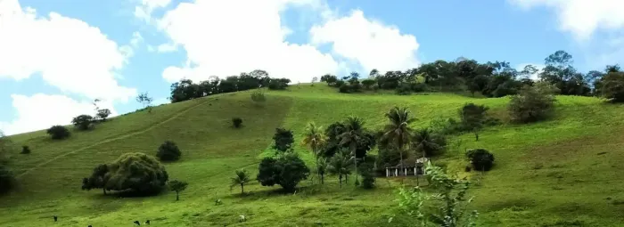Terreno pra vender entre Palmeirina e quatro bocas