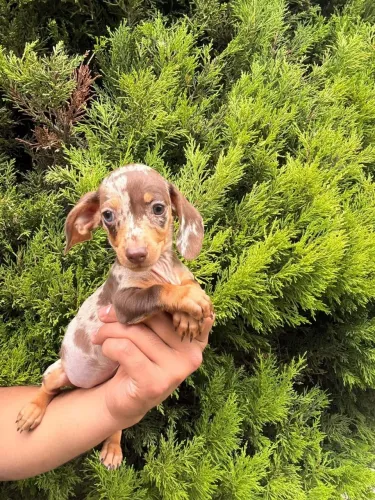 Dachshund Teckel Salsichinha
