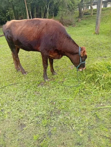 Vaca