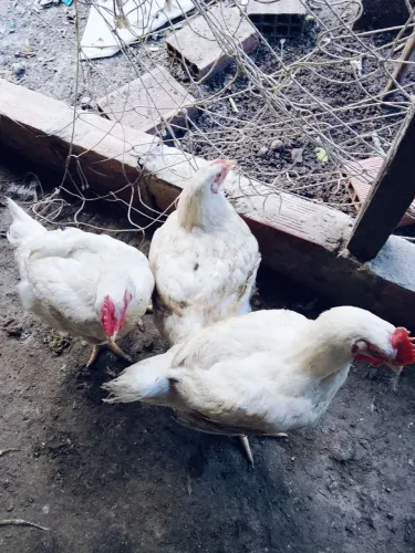 Frangos de granja grandes