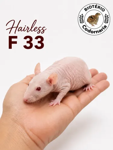 Twister Hairless