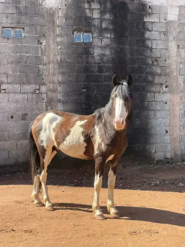 Cavalo pampo