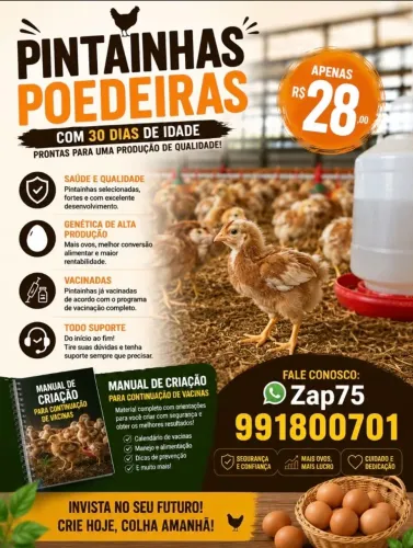 PINTAINHAS POEDEIRA