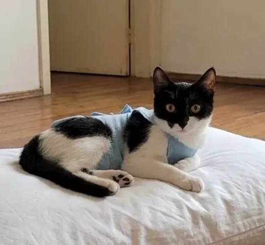 Gatinha linda para doação frajola castrada de 5 meses idade adolescente