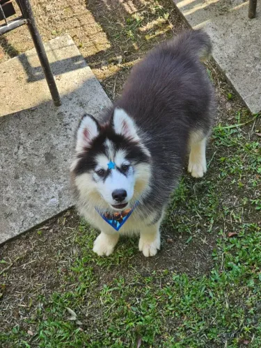 Husky Siberiano | Entrega em Cascavel 03/02