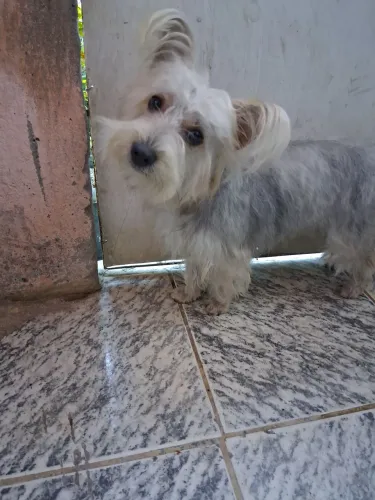 Cadeia Dandie Dinmont