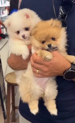 Promocional lulus de pomeranian com pedigree