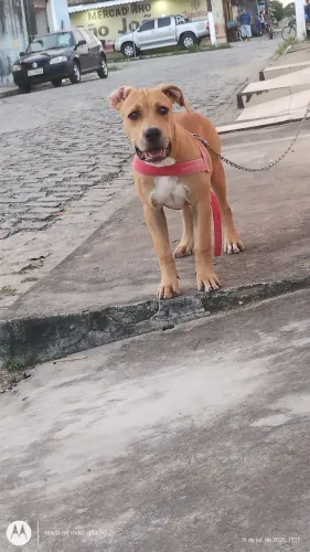 Cane corso .