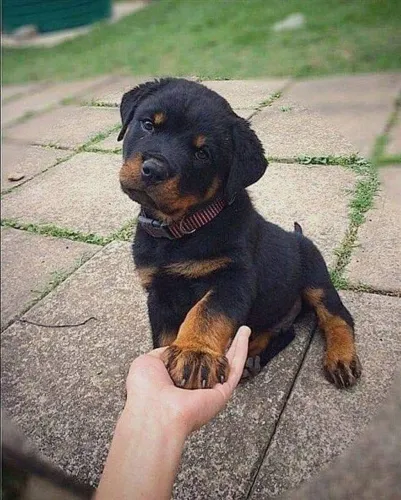 Rottweiler A escolha perfeita para quem ama cães