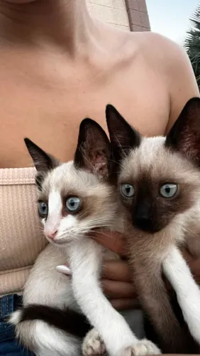 GATOS FOFOS PARA ADOÇÃO