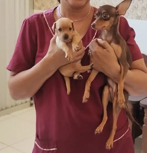 Estou vendendo uma filhote de pinche número 1 miniatura ..internados chama põe favor