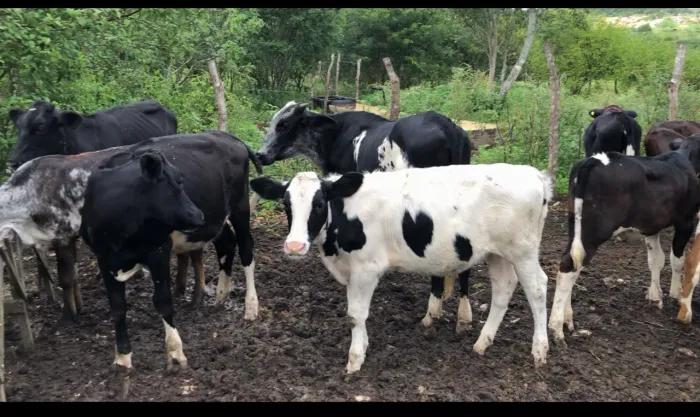 13 bezerras filhas de vacas com produção a cima dos 25 litros