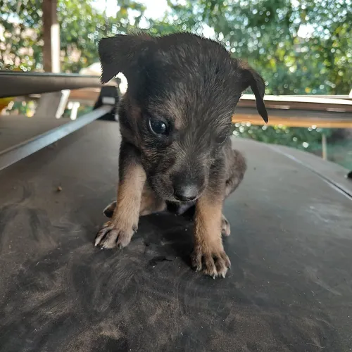 Doação mestiço 