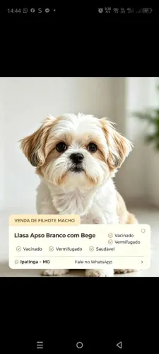Vendo filhote de ilhasa Apso Macho 2 meses