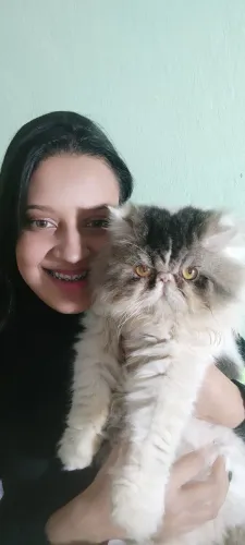 Gato Persa(Não castrado)