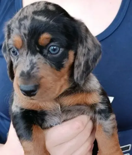 Filhotes de Salsichas ( Daschund)