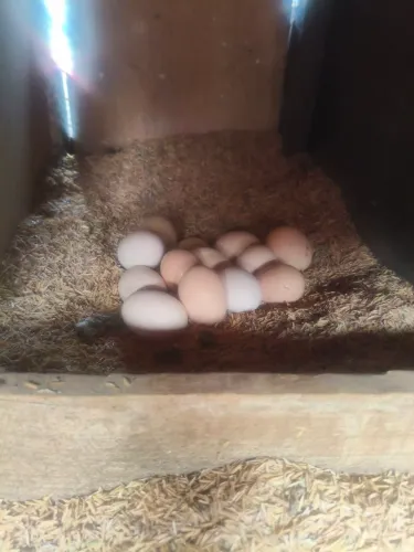 Ayam Cemani , ovos galados 